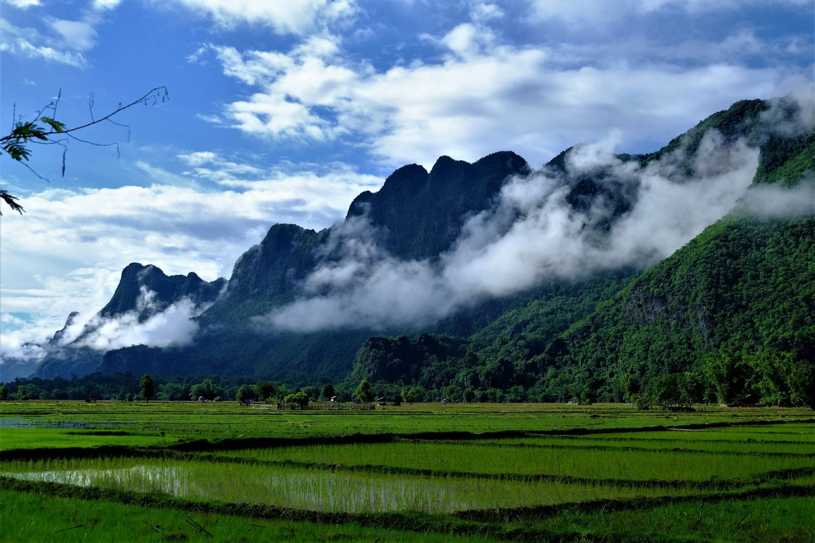 Green rice field in Southern Laos in October (Photos by Unsplash)